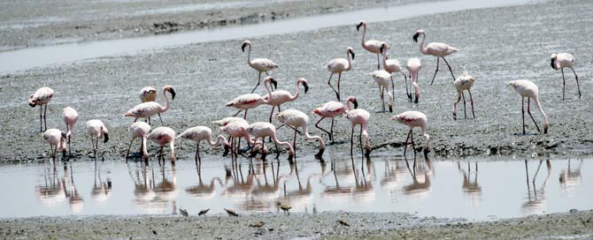 A photograph of flamingos at Sewri last year when the population observed was higher