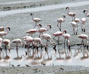 Mumbai: Flamingos take flight from Sewri as construction booms