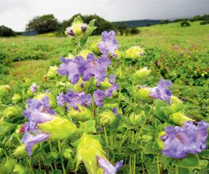 Floriculture to boost rural economy in Sikkim: Minister Somnath Poudyal