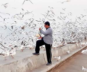 Mumbai: Mangrove cell warns against feeding seagulls at Marine Drive 