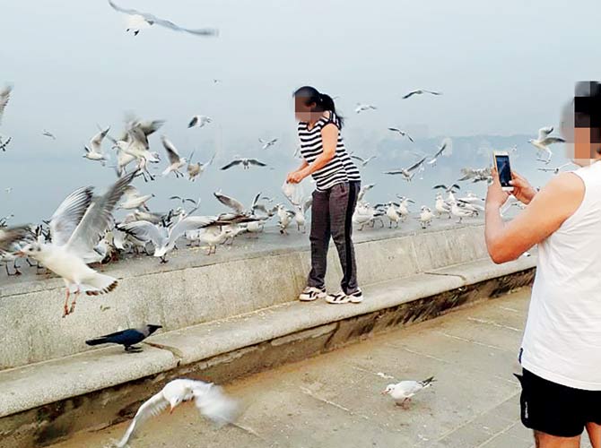 Feeding seagulls at Marine Drive