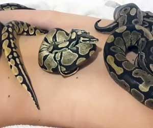 Snake massage in Indonesia, relaxing or creepy?