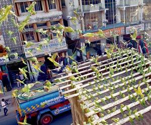 Chennai man hosts 8,000 parakeets for more than 10 years