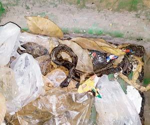 Mulund school teacher kills, burns snake in front of students