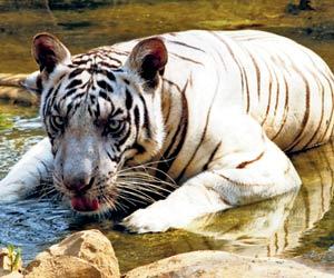 Nagpur zoo's tiger who strayed into a village to be sent to SGNP
