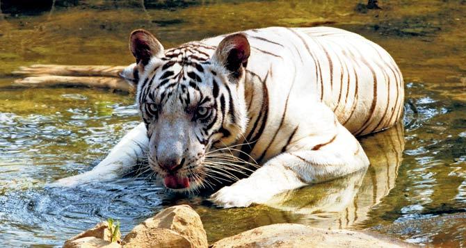 Mastani was brought to Sanjay Gandhi National Park in 2016. File pic