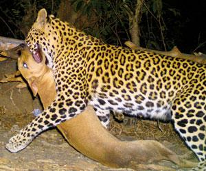 Mumbai: SGNP officials to radio-collar three leopards