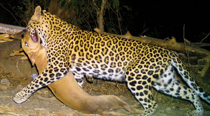 The leopard that caught a dog in Aarey Milk Colony recently