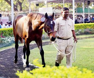 Mumbai: Only 31 out of 115 horses sold in big auction at Mahalaxmi Racecourse