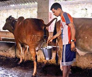 UP government moots use of cow urine to make medicines