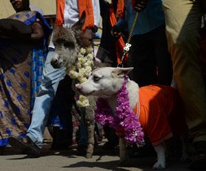 Dog, donkey married amid Valentine's Day protest in Chennai