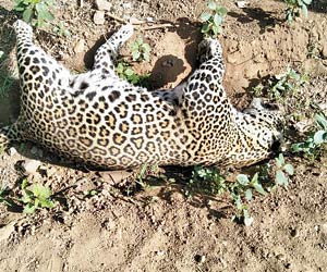 Two cubs, adult female leopard found dead in a farm in suspicious manner