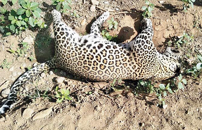 One of the leopards found dead