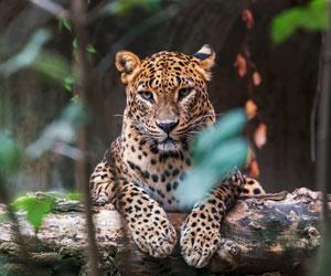 Leopard strays into house, injures three before being captured in Indore
