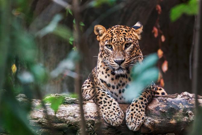 Six More Leopards Sighted In Mumbais Sanjay Gandhi Park