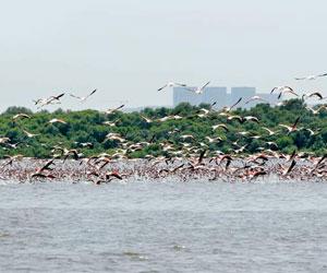 Winter migratory birds flock Chhattisgarh's Jashpur forests