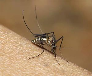 Yellow fever outbreak kills 61 in Brazilian state