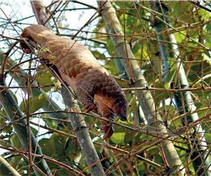 Thane: Endangered pangolin, worth Rs 40 lakh, seized, two arrested