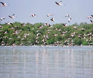 Boat ride to Airoli's Thane Creek Flamingo Sanctuary is totally worth it