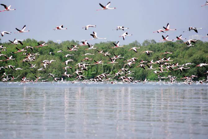 The pink flamingoes as seen from the 24-seater boat, The ride which costs Rs 300 per head, moves slowly on the creek and doesn