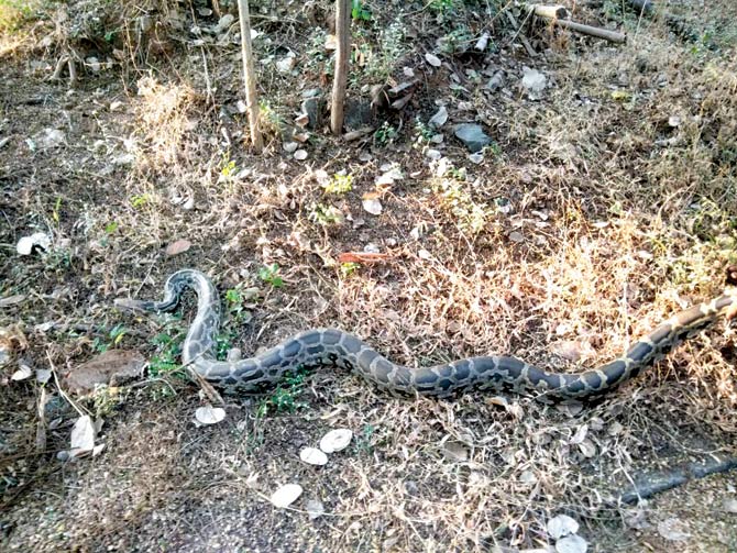 Python