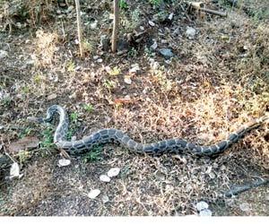 10-feet-long python rescued from Mulund colony
