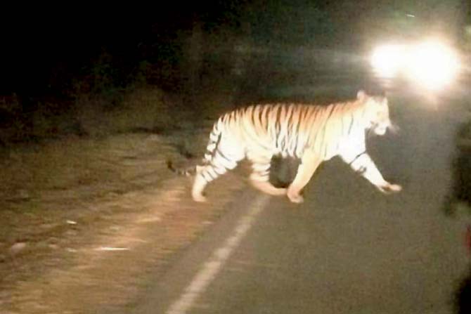 The pictures were taken on the Chiplun-Karad highway, which passes through the buffer zone of the Sahyadri Tiger Reserve