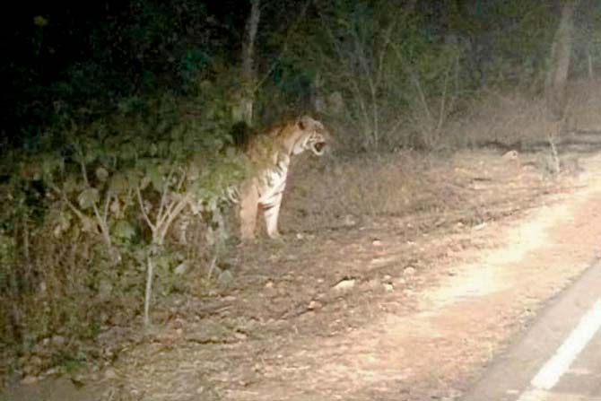 A viral picture of a tiger on a road had left Aarey locals on the edge 