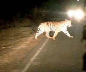 It's a big lie, there are no tigers in Aarey Milk Colony in Mumbai