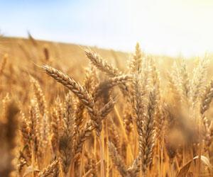34.92 lakh MT wheat procured so far in Punjab