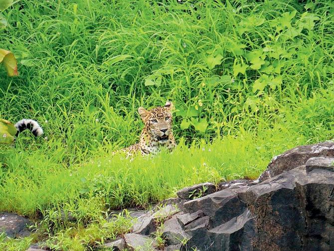 Aarey Colony is an ecologically sensitive area that is home to diverse wildlife, including leopards. File pic