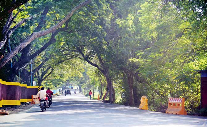 Thousands of trees in Aarey Colony are at the risk of being axed