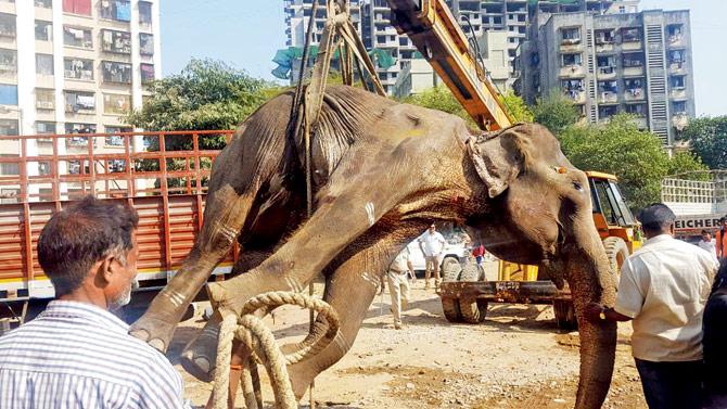 Pawan Pande and his family claimed they had looked after Laxmi for over 50 years