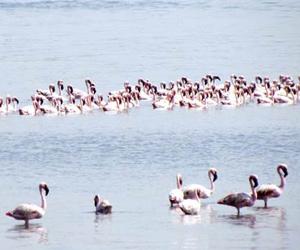 Boat ride in Thane creek from February for Mumbai's bird lovers