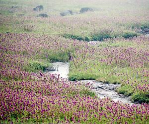 Less blooms on Maharashtra's Kaas plateau worries authorities, visitors