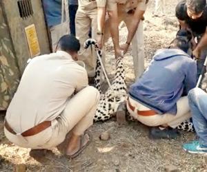 Did rescue team manhandle leopard hit by vehicle?