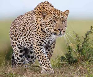 Farmers attack, kill leopard with axes to save bullock