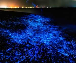 This magical Sea of stars in Maldives is straight out of heaven