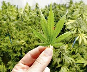  203 kg marijuana seized, 2 arrested in Gurugram