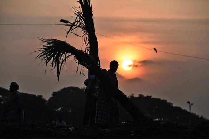 Workers unloading sugarcane from a truck at Koyambedu market ahead of Pongal festival in Chennai on Friday. Pic/PTI