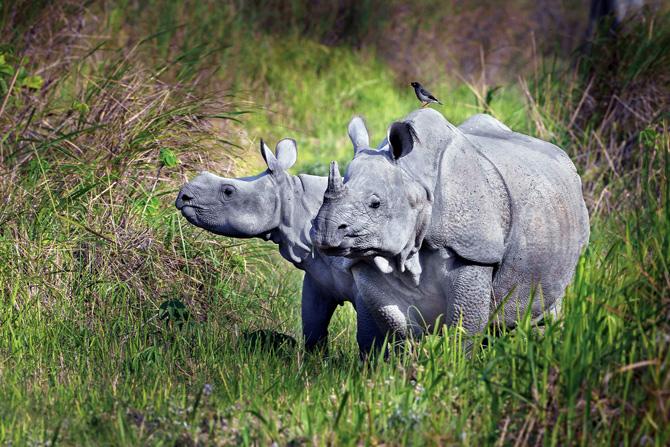 Rhinoceros in Kaziranga National Park, Assam. pic/caesar sengupta