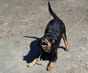 Pet Rottweiler dogs maul 68-year old woman to death in Chennai