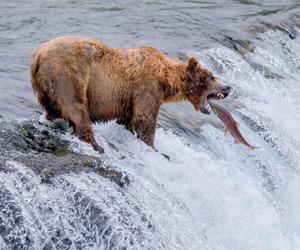 Photography exhibition in Mumbai showcases frames from the wild