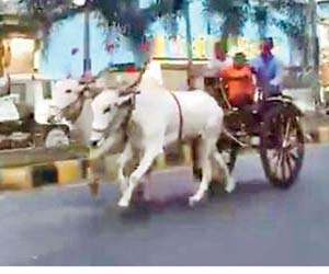 Seven men in soup for illegal bullock cart race in Mira-Bhayander