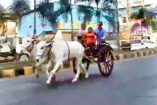 The bullock cart race that took place near Pleasant Park in Mira-Bhayandar area, last month
