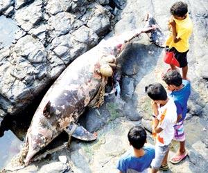 Injured marine animals to get new lease of life at Versova 