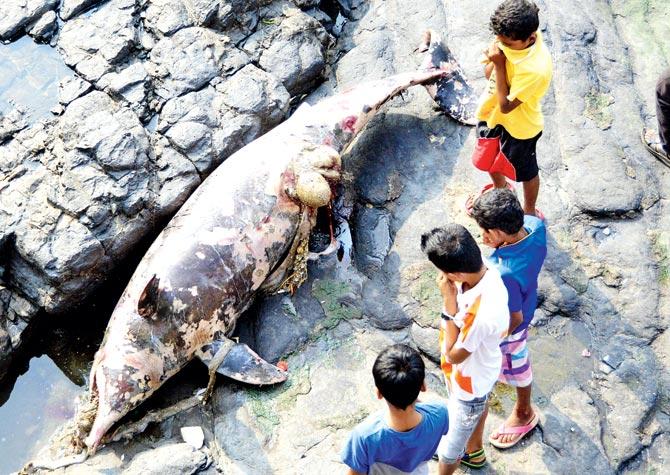  The rehab centre will have four large water tanks, which can be used to keep the injured animals. File pics