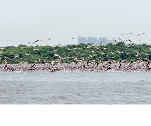 Airoli's flamingo sanctuary to watch the migratory birds finally opens to public