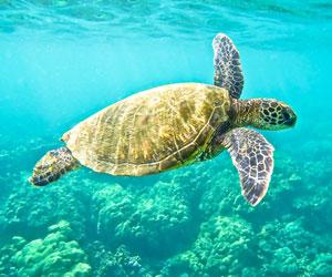 Australia's green turtle may become extinct, say report