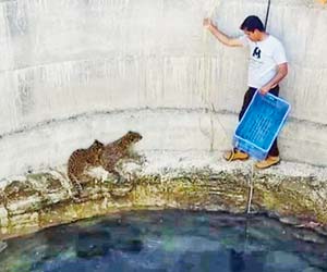Leopard cubs rescued from open well in Junnar taluka